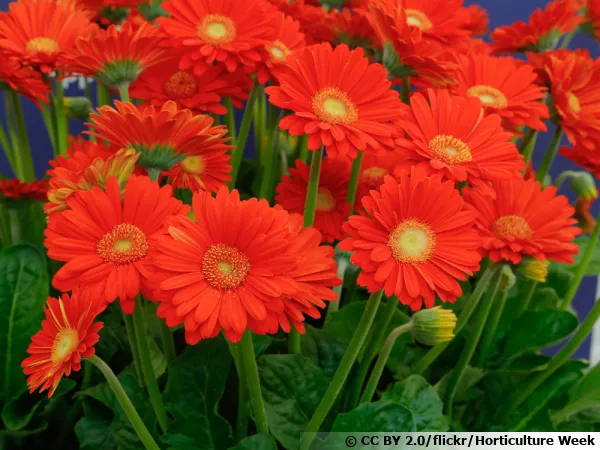 Gerbera Garvinea 'Sweet Glow'