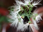 Orchide aigrette  forme de mduse, Habenaria medusa