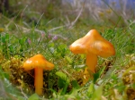 Hygrophore faux-conique, Hygrocybe conicoides Hygrophore faux-conique, Hygrocybe conicoides