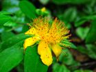 Millepertuis  grandes fleurs, Rose de Sharon, Hypericum calycinum