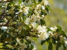 Badiane japonaise, Fausse badiane, Badianier du Japon, Illicium anisatum