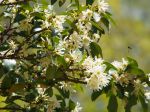 Badiane japonaise, Fausse badiane, Badianier du Japon, Illicium anisatum