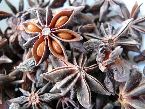 10 graines Anis étoilé Spice Organic épices Plant Tree Illicium verum pour plantation 