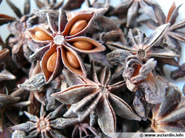 Badianier de chine, Anis étoilé, Illicium verum : planter, cultiver,  multiplier