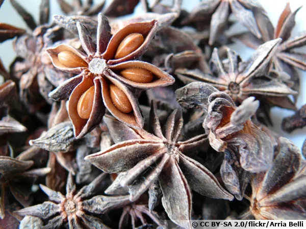 Badianier de chine, Anis étoilé, Illicium verum