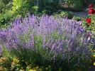 Lavande fine, Lavande vraie, Lavande officinale, Lavande � feuilles �troites, Lavandula angustifolia