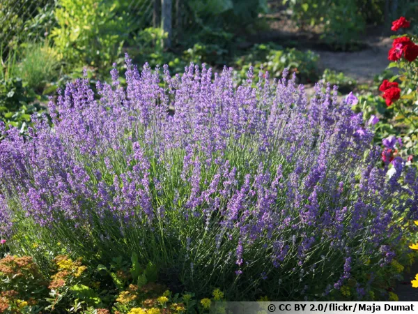 Lavande fine, Lavande vraie, Lavande officinale, Lavande à feuilles étroites, Lavandula angustifolia
