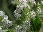 Grande passerage, Passerage  feuilles larges, Herbe au poivre, Plante moutarde, Moutarde des Anglais, Lepidium latifolium