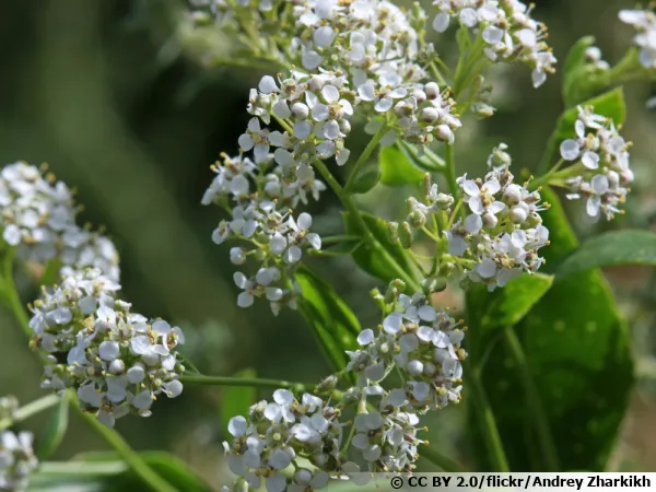 Grande passerage, Passerage  feuilles larges, Herbe au poivre, Plante moutarde, Moutarde des Anglais, Lepidium latifolium