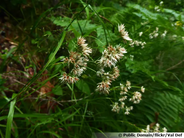 Luzule blanche, Luzule nivale, Jonc blanc des montagnes, Luzula nivea