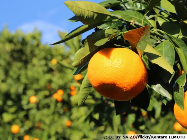 La mandarine Satsuma ou Mikan, une japonaise rustique