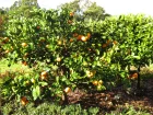 Mandarinier (mandarine) Satsuma, Citrus reticulata subsp. Unshiu