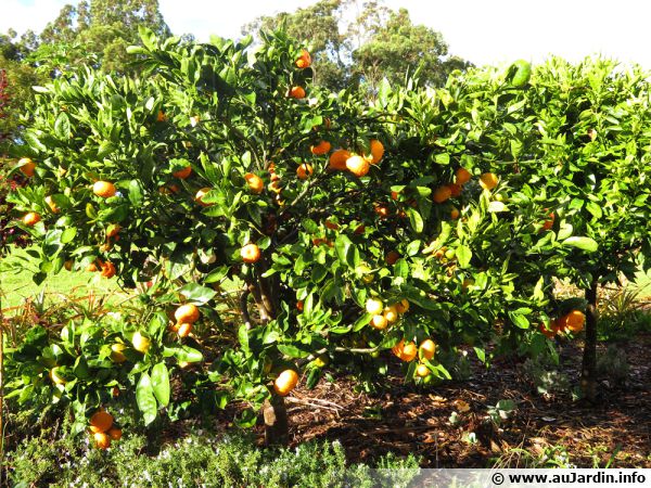 Mandarinier (mandarine) Satsuma, Citrus reticulata subsp. Unshiu