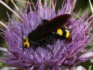 La scolie des jardins