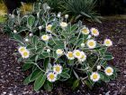 Marguerite arbustive de Nouvelle-Zélande, Pachystegia insignis