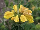 Sauge de Jrusalem  feuilles vertes, Phlomis visqueux, Phlomis viscosa
