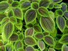Pila  involucre, Pilea involucrata