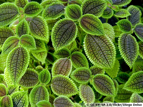 Pilea involucrata