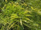Aralia  feuilles de fougres, Polyscias filicifolia