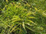 Aralia à feuilles de fougères, Polyscias filicifolia