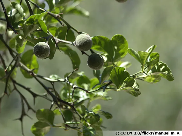 Poncirus trifoliata, un porte-greffe rsistant au froid