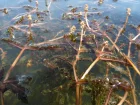 Potamot crpu, Potamot  feuilles crpues, Potamogeton crispus