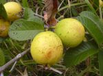 Goyavier-pomme, Prune de sable, Goyavier commun, Goyavier blanc, Psidium guajava