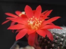 Rebutia krainziana