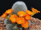Cactus petite souris, Rebutia muscula