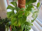 Mini monstera, Philodendron Ginny, Rhaphidophora tetrasperma