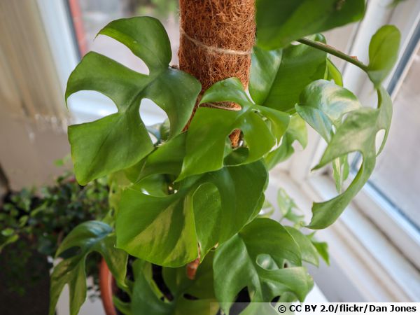 Monstera Deliciosa - 'Hole plant' Planter Monstera dans un pot de gazon 