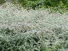 Ronce ornementale du Tibet, Rubus thibetanus