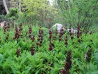 Sauge colibri, Sauge cramoisie, Salvia spathacea