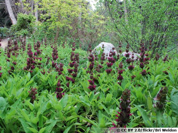 Sauge des près, Sauge commune, Salvia pratensis : planter, cultiver,  multiplier