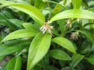 Sarcocoque nain, Sarcocoque de Hooker, Sarcococca hookeriana var. humilis
