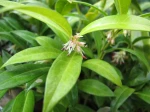 Sarcocoque nain, Sarcocoque de Hooker, Sarcococca hookeriana var. humilis