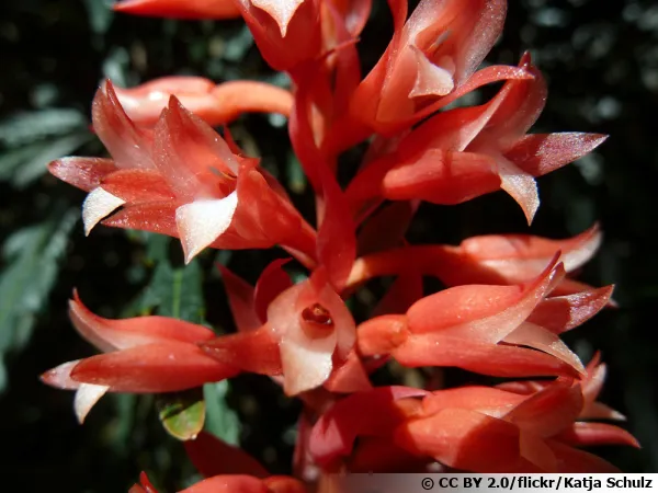 Stenorrhynchos exceptionnel, Stenorrhynchos speciosum