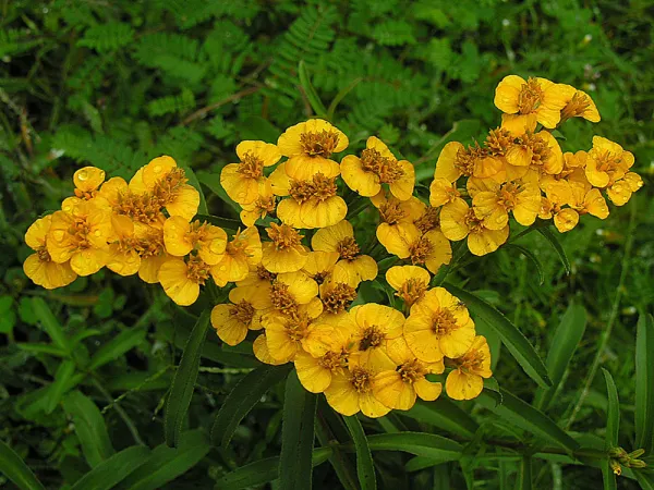 L'estragon du Mexique, Tagetes Lucida, une plante euphorisante et calmante