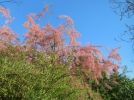 Tamaris franais, Tamarix gallica