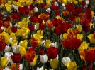 Comment viter la dgnrescence des tulipes?
