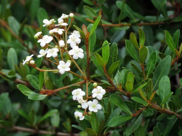 Viorne de Walter, Vorne à petites feuilles, Viburnum obovatum