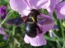 Les abeilles solitaires