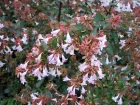 Ablia, Abelia (incluant Linnaea, Vesalea, Zabeli)