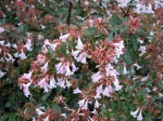 Ab�lia en fleurs