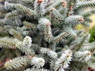 Sapin d�Espagne, Sapin d�Andalousie, Abies pinsapo