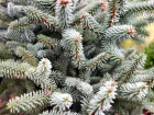 Sapin dEspagne, Sapin dAndalousie, Abies pinsapo