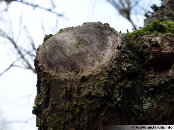 Ancienne coupe d'une branche d'un abricotier