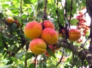 Mieux connatre les arbres fruitiers