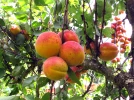 Mieux conna�tre les arbres fruitiers