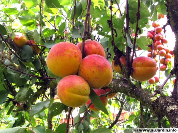 Le fruit de l'abricotier est une drupe